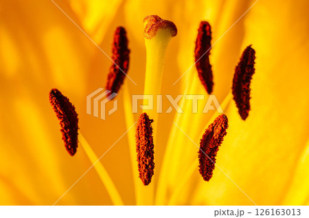 Yellow Lily Stamens with Bold Contrast Yellow Lily Stamens with Bold Contrast 126163013