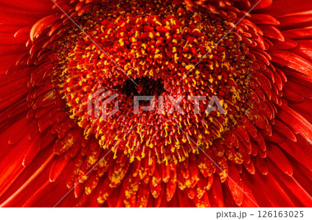 Vivid Red Gerbera Macro with Yellow Pollen Details 126163025