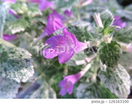 カラミンサ カラミンサ 126163100