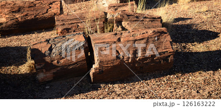 Ancient Petrified Tree Section 126163222