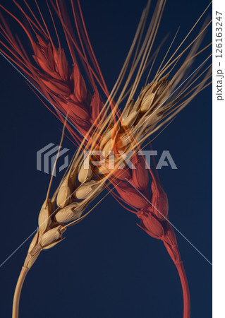 Wheat on a dark blue red background, doubling effect. 126163247