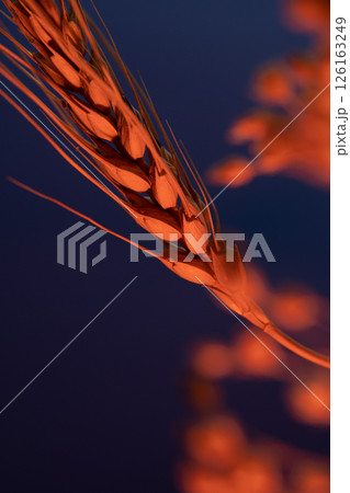 Wheat among flowers on a dark blue red background. Wheat among flowers on a dark blue red background. 126163249