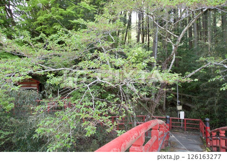 養老渓谷の立國寺へ繋がる道 126163277