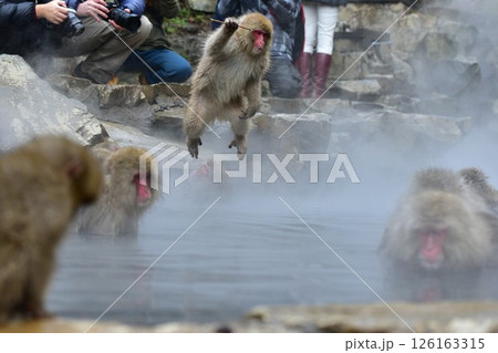 温泉につかるサル 126163315