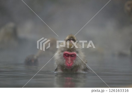 温泉につかるニホンザル親子 温泉につかるニホンザル親子 126163316