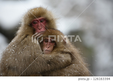 温めあうニホンザル親子 126163394