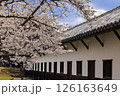 舞鶴公園の桜 126163649