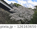 舞鶴公園の桜 126163650