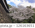 舞鶴公園の桜 126163651
