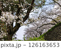 舞鶴公園の桜 126163653
