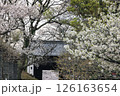 舞鶴公園の桜 126163654