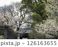 舞鶴公園の桜 126163655