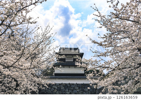 舞鶴公園の桜 126163659