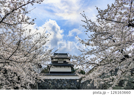 舞鶴公園の桜 126163660