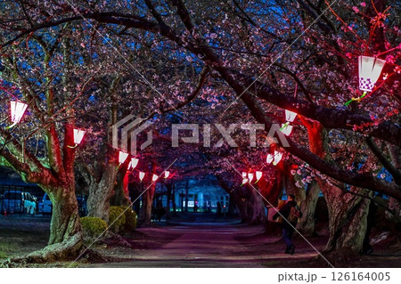 桜が満開の中、ナイトバブルショーがやっていました。とても懐かしく綺麗なしゃぼん玉が見られました。 桜が満開の中、ナイトバブルショーがやっていました。とても懐かしく綺麗なしゃぼん玉が見られました。 126164005