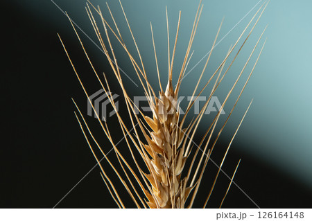 Golden ear of wheat on a dark blue background. 126164148