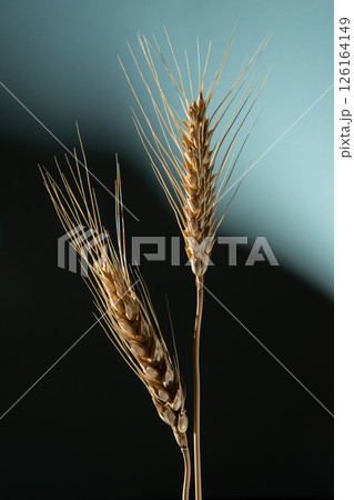 Two golden ears of wheat on a dark blue background. Two golden ears of wheat on a dark blue background. 126164149