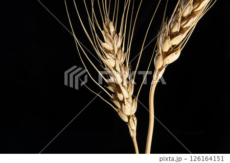 Two golden spikelets of wheat on a black background close-up. Two golden spikelets of wheat on a black background close-up. 126164151