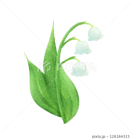 水彩風スズランのイラスト 126164315