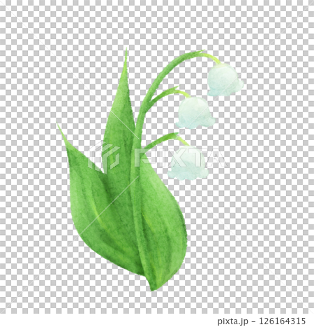 水彩風格鈴蘭插圖 水彩風格鈴蘭插圖 126164315