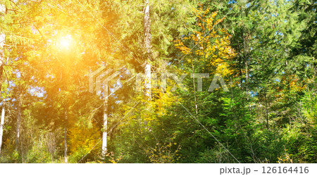 Panorama of a forest at sunrise 126164416