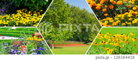 Flowerbeds in gardens and parks. Collage. Mosaic pattern. 126164418