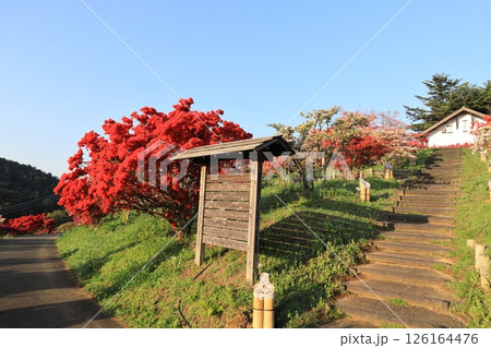 笠間つつじ公園 126164476