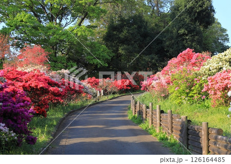 笠間つつじ公園 126164485