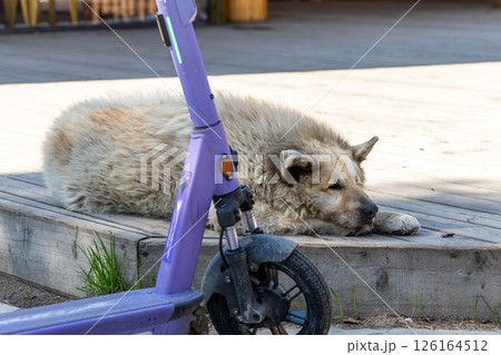 Large shaggy dog relaxing near an electric scooter on a wooden deck Large shaggy dog relaxing near an electric scooter on a wooden deck 126164512