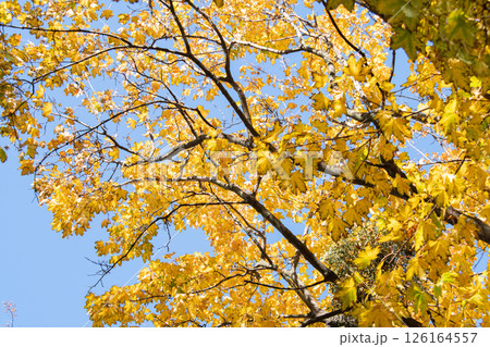 Tree branches with yellow leaves, Autumn, background picture 126164557