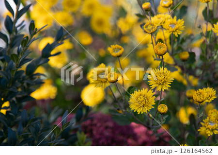 The farm is blooming with colorful yellow and orange chrysanthemums. 126164562