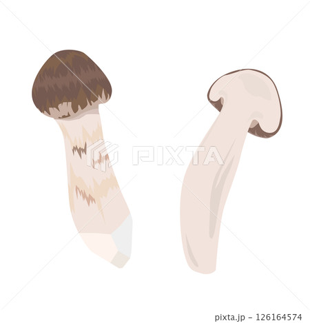 松茸のカット方法のイラスト 126164574