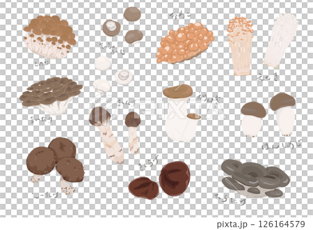 食用キノコ色々のイラスト 食用キノコ色々のイラスト 126164579
