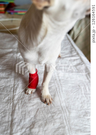 Small dog with red bandage recovering on white mat Small dog with red bandage recovering on white mat 126164591