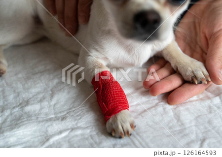 Veterinarian examining injured dog paw with red bandage 126164593
