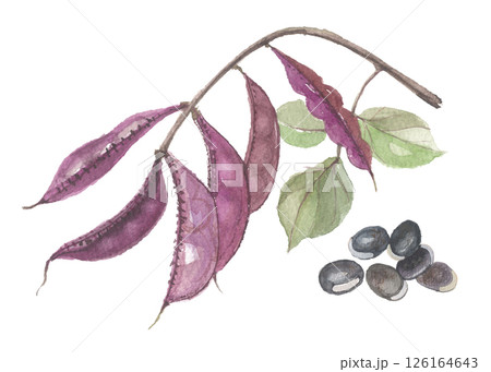 水彩で描いたフジマメと豆　紫 126164643