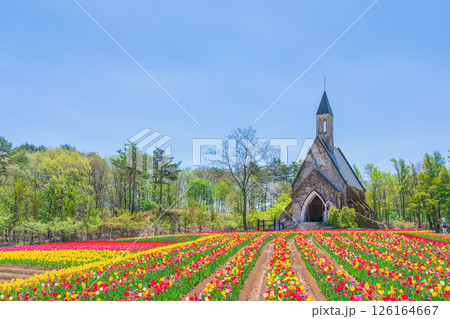 ひるがの高原 牧歌の里、満開のチューリップ〈岐阜県郡上市〉 126164667