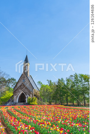 ひるがの高原 牧歌の里、満開のチューリップ〈岐阜県郡上市〉 126164686