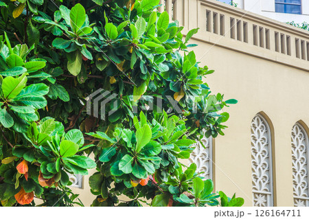 Ornate Eastern Windows in an Arab Country Home, Showcasing Intricate Design and Cultural Heritage Ornate Eastern Windows in an Arab Country Home, Showcasing Intricate Design and Cultural Heritage 126164711