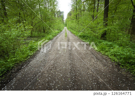White flower petals lie on a dirt road in a green dense forest 126164771