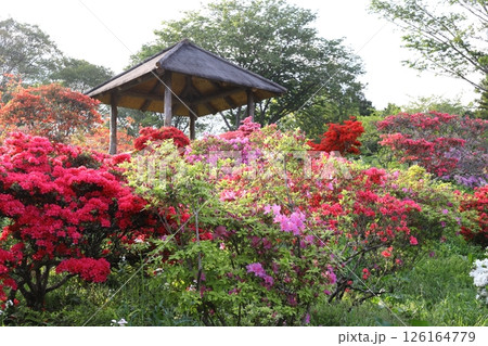 笠間つつじ公園 笠間つつじ公園 126164779