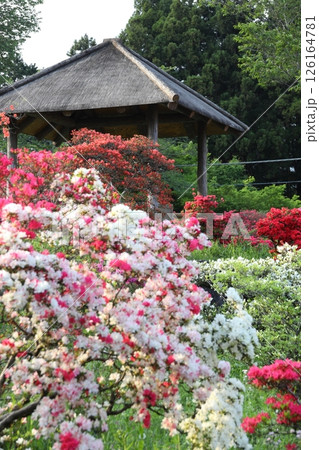 笠間つつじ公園 126164781