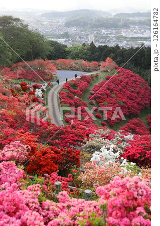 笠間つつじ公園 126164782