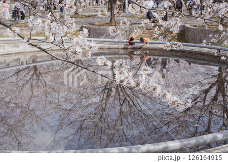 2025年 ソメイヨシノ 満開 さくら広場 126164915