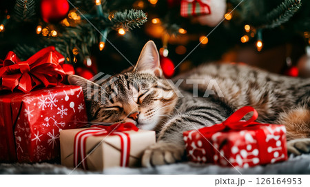 American Shorthair Cat peacefully resting beside wrapped Christmas gifts beneath a festive tree 126164953