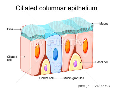 Ciliated columnar epithelium. Nasal epithelium 126165305
