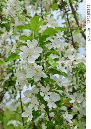 イヌリンゴ（バラ科リンゴ属）落葉高木の花 126165391