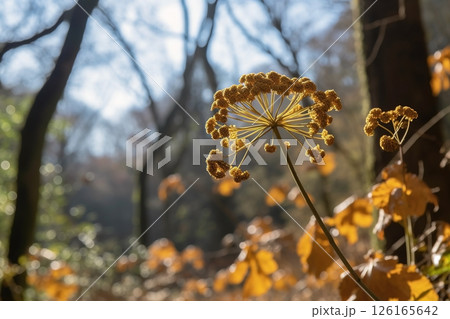 Dried flowers in the forest close-up. Autumn background 126165642