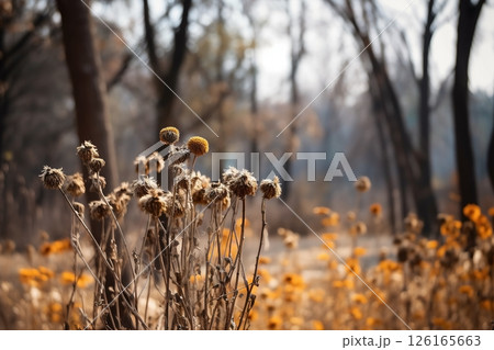 Dried flowers in the forest. Autumn background 126165663