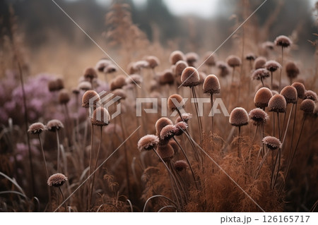 Dried flowers in the forest close-up. Autumn background Dried flowers in the forest close-up. Autumn background 126165717